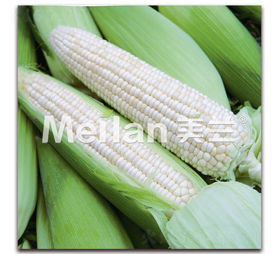 �������Ŵ19̖(h��o)-��Ŵ���׷N��-�G��