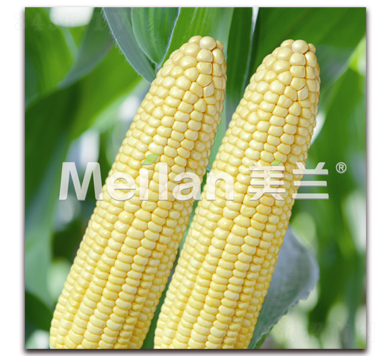 美玉加甜糯18號(hào)-甜糯玉米種子-綠川