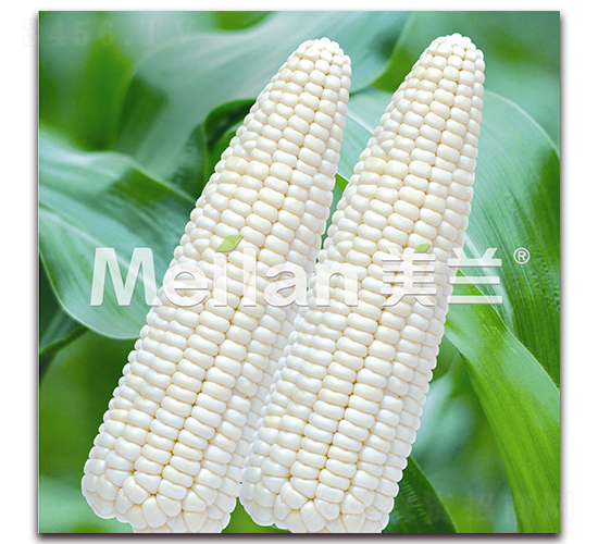 �������Ŵ17̖-��Ŵ���׷N��-�G��