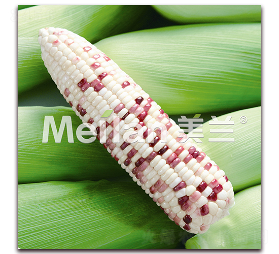 �������Ŵ16̖(h��o)-��Ŵ���׷N��-�G��