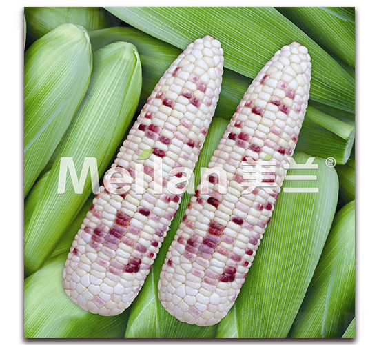 美玉加甜糯15號-甜糯玉米種子-綠川