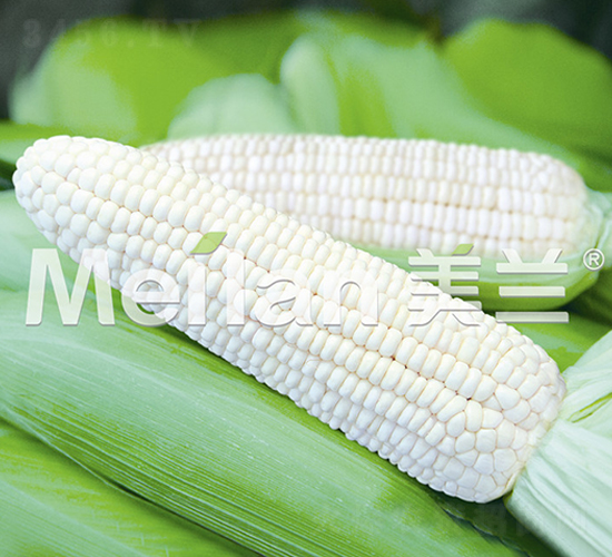 �������Ŵ13̖-��Ŵ���׷N��-�G��