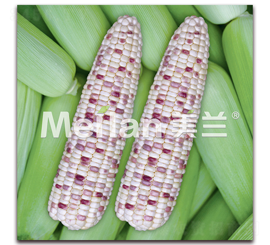 �������Ŵ9̖(h��o)-��Ŵ���׷N��-�G��