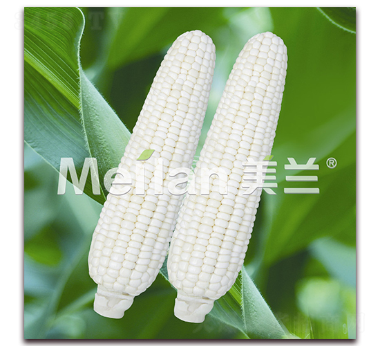 �������Ŵ8̖(h��o)-��Ŵ���׷N��-�G��