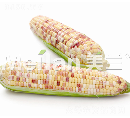 美玉加甜糯6號-甜糯玉米種子-綠川