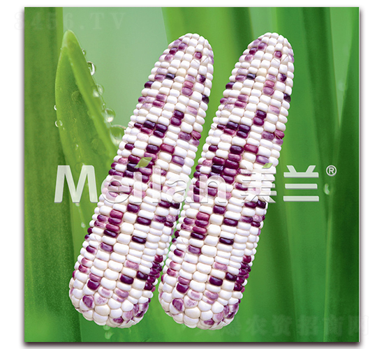 �������Ŵ5̖-��Ŵ���׷N��-�G��