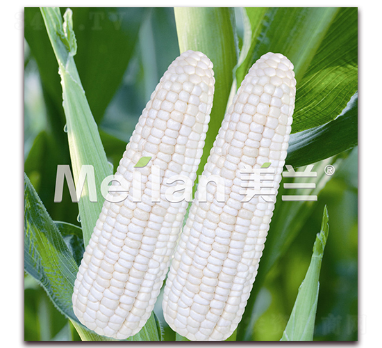 �������Ŵ3̖-��Ŵ���׷N��-�G��