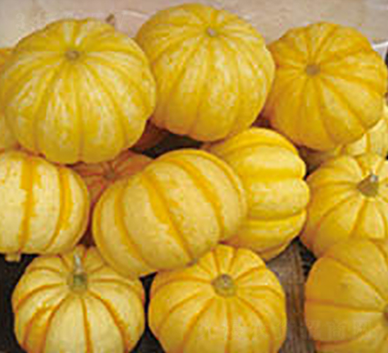 金秀-南瓜種子-魯蔬種業(yè)