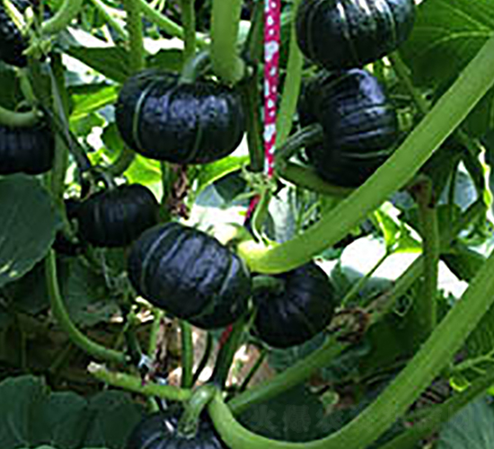 墨玉-南瓜種子-魯蔬種業(yè)