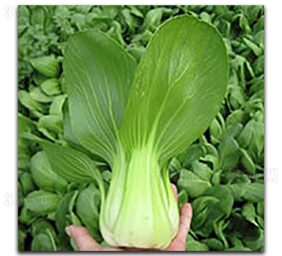 ����1̖-�Ͳ˷N��-���߷N�I(y��)