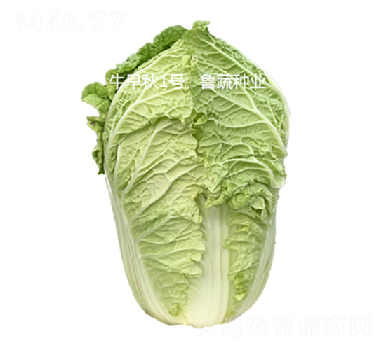 ţ����1̖(h��o)-�ײ˷N��-���߷N�I(y��)