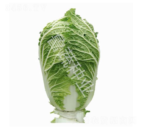 ţ����5̖(h��o)-�ײ˷N��-���߷N�I(y��)