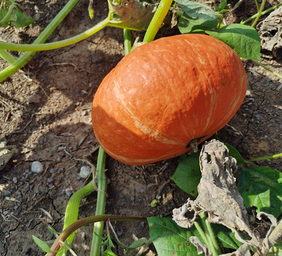 紅栗五號(hào)-南瓜種子-大齊農(nóng)業(yè)