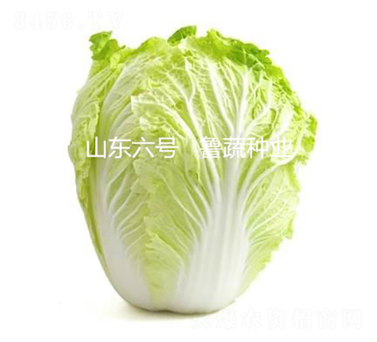 ɽ�|��̖-�ײ˷N��-���߷N�I(y��)