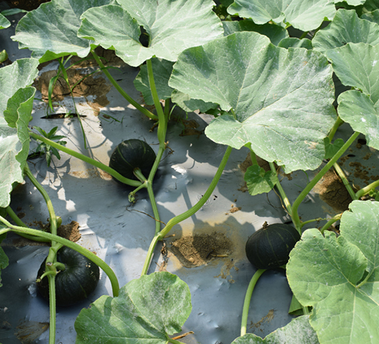 新貝樂四號-南瓜種子-大齊農(nóng)業(yè)