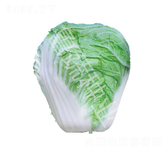 ɽ�|��̖-�ײ˷N��-���߷N�I(y��)