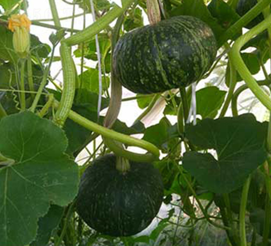 綠太郎-南瓜種子-大齊農(nóng)業(yè)