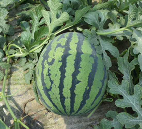 ���R8848��ԭ8848������-���ϷN��-���R�r(n��ng)�I(y��)