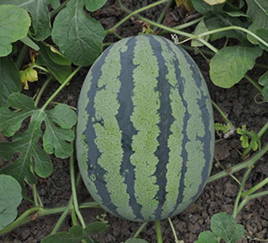 �G��һ̖(h��o)-���ϷN��-���R�r(n��ng)�I(y��)