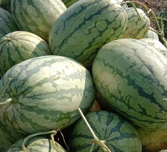 �R���S��̖(h��o)-���ϷN��-���R�r(n��ng)�I(y��)