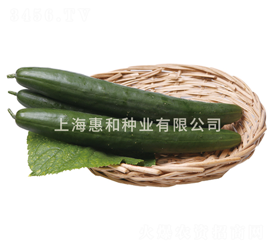 美綠一號-黃瓜種子-惠和種業(yè)