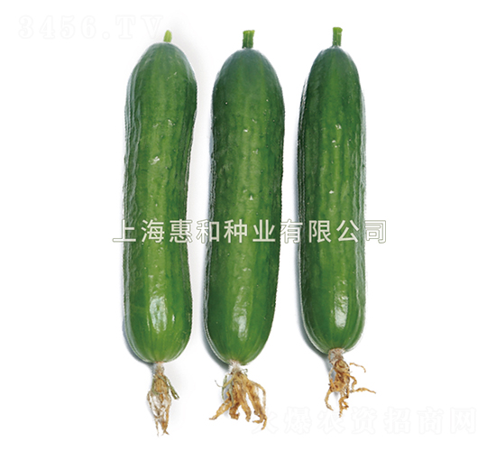 申綠03-黃瓜種子-惠和種業(yè)