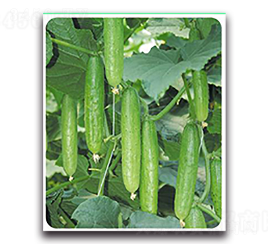 ����-�S�ϷN��-����N��