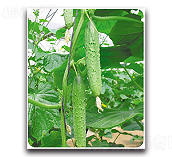 翠玉-黃瓜種子-天瑞種子