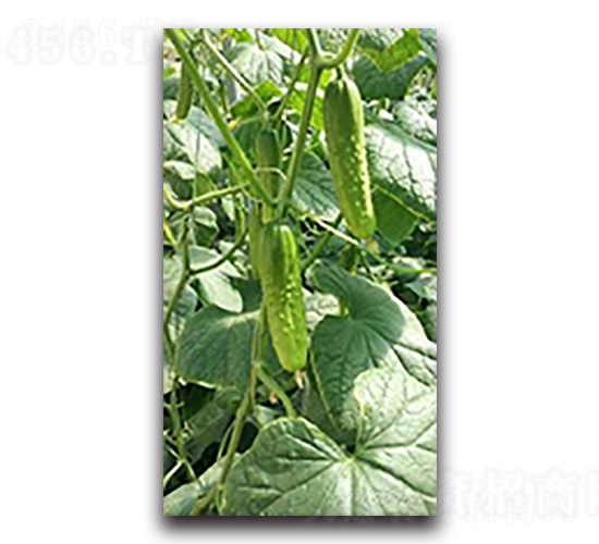 珍奇-黃瓜種子-天瑞種子