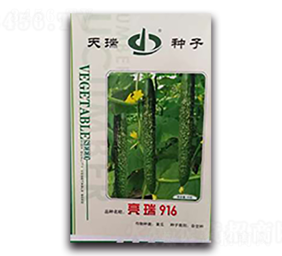 亮瑞916-黃瓜種子-天瑞種子