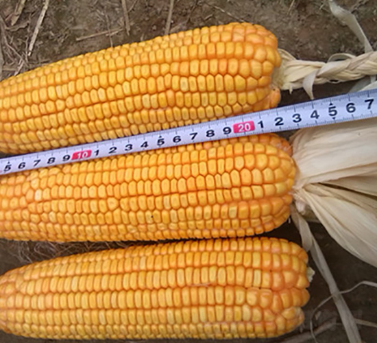 �¿�910-���׷N��-��ʥ��