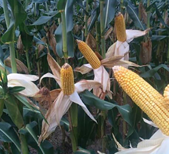 新科891-玉米種子-九圣禾