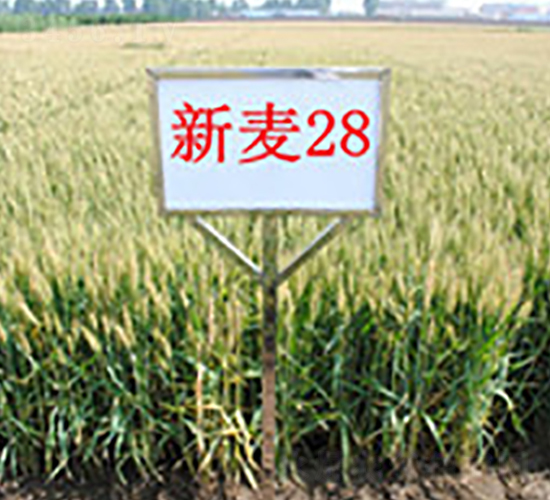 ����28-С���N��-��ʥ��