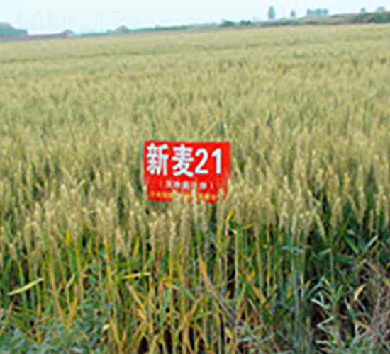 ����21-С���N��-��ʥ��