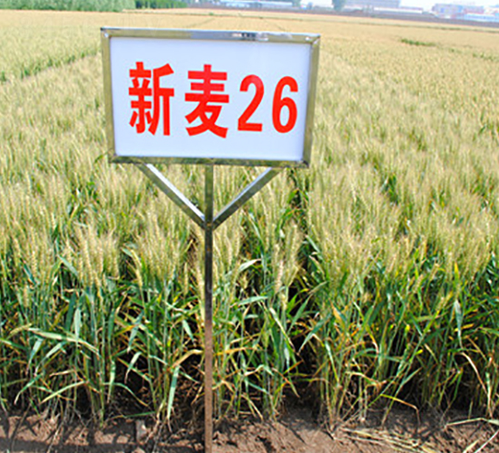 ����26-С���N��-��ʥ��