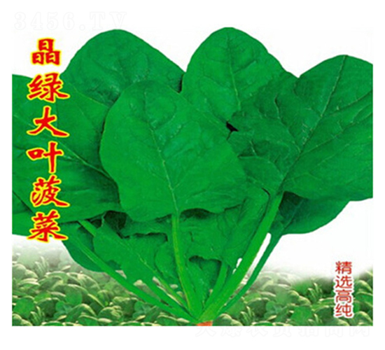 晶綠大葉菠菜-菠菜種子-睿優(yōu)農(nóng)業(yè)