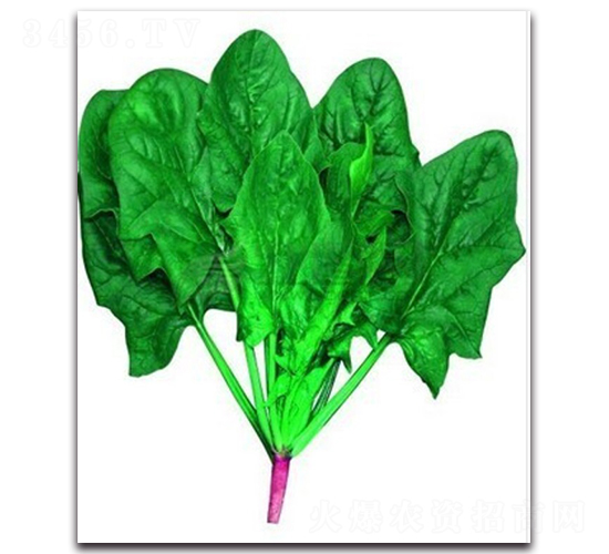 日本超能菠菜-菠菜種子-睿優(yōu)農(nóng)業(yè)