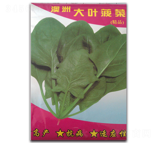 澳洲大葉菠菜-菠菜種子-睿優(yōu)農(nóng)業(yè)