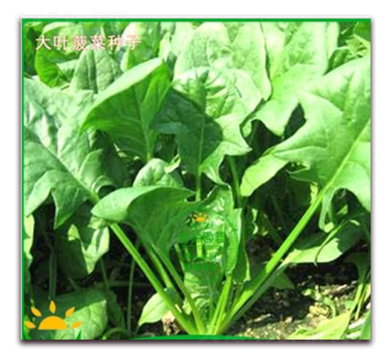 睿優(yōu)大葉菠菜-菠菜種子-睿優(yōu)農(nóng)業(yè)