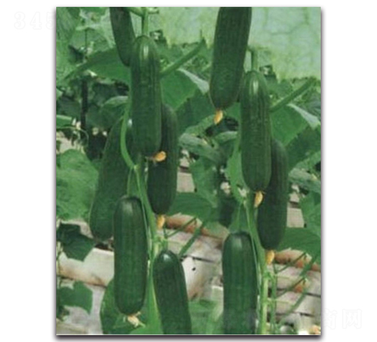 ����-�S�ϷN��-�(y��u)�r(n��ng)�I(y��)