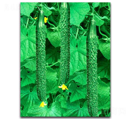 ����������-�S�ϷN��-�(y��u)�r(n��ng)�I(y��)