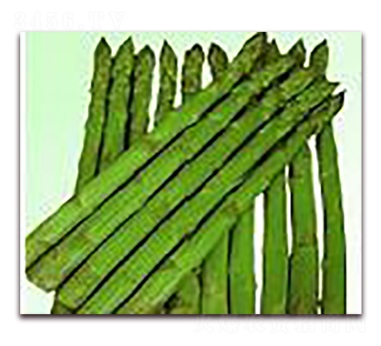 美加115-蘆筍種子-睿優(yōu)農(nóng)業(yè)