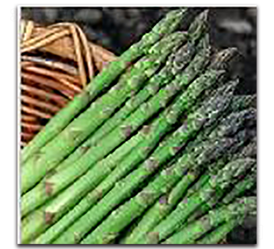 阿波羅-蘆筍種子-睿優(yōu)農(nóng)業(yè)
