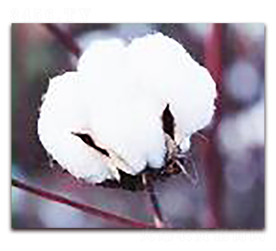 睿棉一號-棉花種子-睿優(yōu)農(nóng)業(yè)