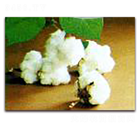 棉花王-棉花種子-睿優(yōu)農(nóng)業(yè)