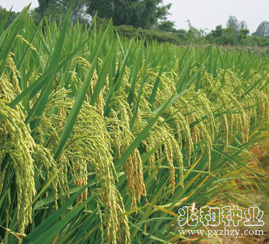 �V8��(y��u)673-ˮ���N��-�׺ͷN�I(y��)