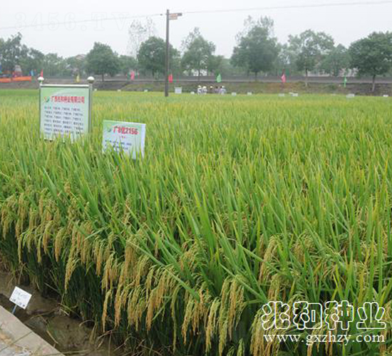 �V8��(y��u)2156-ˮ���N��-�׺ͷN�I(y��)