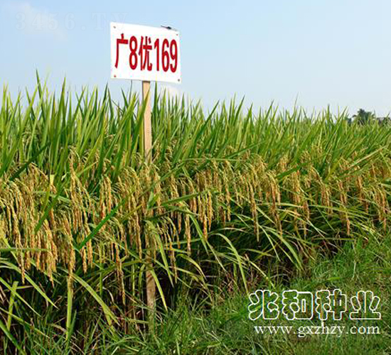 �V8��(y��u)169-ˮ���N��-�׺ͷN�I(y��)