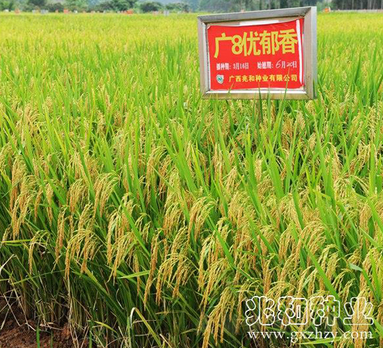 �V8��(y��u)����-ˮ���N��-�׺ͷN�I(y��)