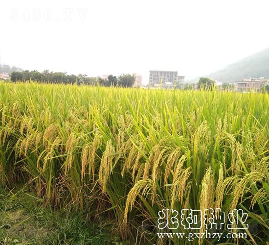 �V8��(y��u)��z��-ˮ���N��-�׺ͷN�I(y��)